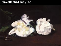 Edouard Manet Branch of White Peonies and Shears